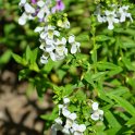 Angelonia angustifolia 'Serena melange'